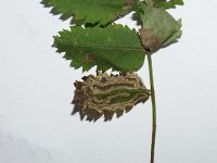 Stigmella nylandriella 2, Gewone lijsterbesmineermot, Saxifraga-Joep Steur