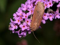 Noctua pronuba 18, Huismoeder, Saxifraga-Tom Heijnen