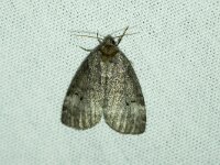 Ochropacha duplaris