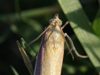 Oncocera semirubella 2, Saxifraga-Rutger Barendse