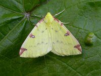 Opisthograptis luteolata 4, Hagedoornvlinder, Saxifraga-Peter Meininger