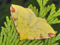 Opisthograptis luteolata 6, Hagedoornvlinder, Saxifraga-Ab H Baas