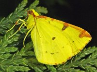 Opisthograptis luteolata 216_07 : Hagedoornvlinder, Opisthograptis luteolata, Brimstone Moth