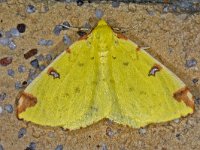 Opisthograptis luteolata #13864 : Opisthograptis luteolata, Hagedoornvlinder