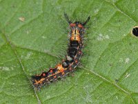 Orgyia antiqua #12372 : Orgyia antiqua, Witvlakvlinder, Rusty tussock moth, caterpillar