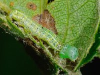 Orthosia cerasi 10, Tweestreepvoorjaarsuil, Saxifraga-Ab H Baas