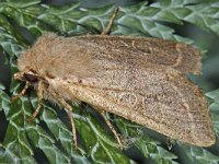 Orthosia cerasi 3, Tweestreepvoorjaarsuil, Saxifraga-Ab H Baas