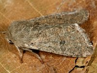 Orthosia cruda 18, Kleine voorjaarsuil, Saxifraga-Ab H Baas