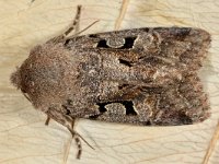 Orthosia gothica 5, Nunvlinder, Saxifraga-Ab H Baas