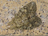 Acronicta spec 01 #16447 : Peridea anceps, Eikentandvlinder