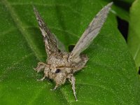 Acronicta spec 01 #16468 : Peridea anceps, Eikentandvlinder