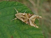 Phlogophora meticulosa 15, Agaatvlinder, Saxifraga-Ab H Baas