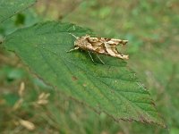 Phlogophora meticulosa 18, Agaatvlinder, Saxifraga-Ab H Baas