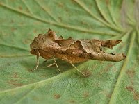 Phlogophora meticulosa 20, Agaatvlinder, Saxifraga-Ab H Baas