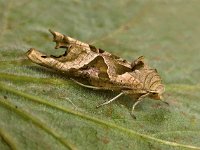 Phlogophora meticulosa 21, Agaatvlinder, Saxifraga-Ab H Baas