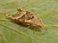 Phlogophora meticulosa 22, Agaatvlinder, Saxifraga-Ab H Baas