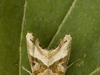 Phlogophora meticulosa 6, Agaatvlinder, Saxifraga-Marijke Verhagen