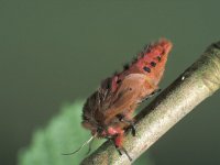 Phragmatobia fuliginosa 3, Kleine beer, ex pupa, Saxifraga-Frits Bink