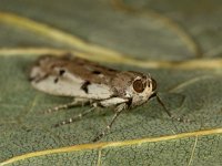 Phycitodes binaevella 6, Saxifraga-Ab H Baas