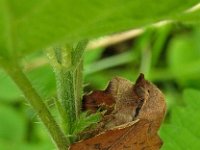 Phyllodesma tremulifolium 2, Saxifraga-Ab H Baas