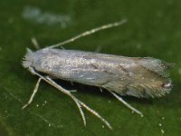 Phyllonorycter harrisella 2, Witte eikenvouwmot, Saxifraga-Ab H Baas