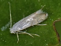 Phyllonorycter harrisella 3, Witte eikenvouwmot, Saxifraga-Ab H Baas