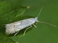 Phyllonorycter harrisella 4, Witte eikenvouwmot, Saxifraga-Ab H Baas