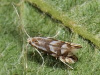 Phyllonorycter maestingella 2, Beukenvouwmot, Saxifraga-Ab H Baas