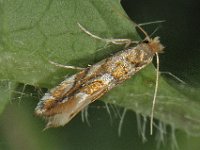 Phyllonorycter muelleriella 2, Gevlekte eikenvouwmot, Saxifraga-Ab H Baas