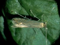 Phyllonorycter quercifoliella 2, Gewone eikenvouwmot, Saxifraga-Frits Bink