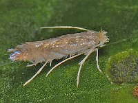 Phyllonorycter quercifoliella #14053 : Phyllonorycter quercifoliella