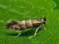 Phyllonorycter stettinensis 3, Elzenblaasmijnmot, Saxifraga-Ab H Baas