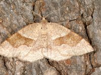 Plagodis pulveraria, Barred Umber