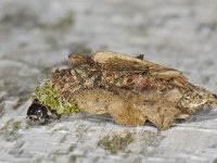 Proutia betulina 3, Sierlijke zakdrager, larva, Saxifraga-Ab H Baas