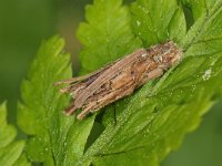 Proutia betulina 4, Sierlijke zakdrager, larva, Saxifraga-Ab H Baas