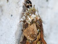 Proutia betulina 8, Sierlijke zakdrager, Saxifraga-Ab H Baas