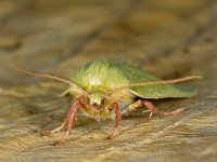 Pseudoips prasinana 5, Zilveren groenuil, Saxifraga-Ab H Baas