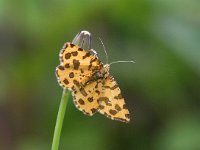 Pseudopanthera macularia 4, Boterbloempje, Saxifraga-Bart Vastenhouw