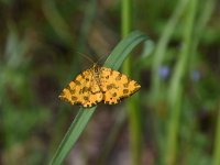 Pseudopanthera macularia 5, Boterbloempje,  Saxifraga-Luuk Vermeer