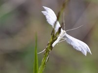 Pterophorus pentadactyla 7, Vijfvingerige vedermot, Saxifraga-Tom Heijnen