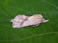 Pterostoma palpina 3, Snuitvlinder, Saxifraga-Peter Meininger