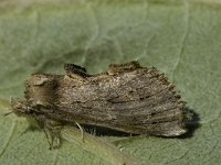 Pterostoma palpina 7, Snuitvlinder, Saxifraga-Marijke Verhagen