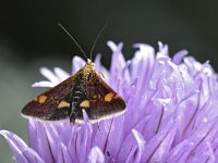 Pyrausta aurata 3, Muntvlindertje, Saxifraga-Tom Heijnen