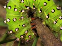 Saturnia pavonia 2, Nachtpauwoog, Vlinderstichting-Ab H Baas