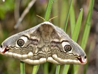 Saturnia pavoniella 3, Saxifraga-Peter Gergely