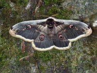 Saturnia pyri 5, Grote nachtpauwoog, Saxifraga-Peter Gergely