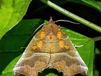 Scoliopteryx libatrix 10, Roesje, Saxifraga-Bart Vastenhouw