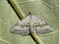 Scotopteryx bipunctaria 2, Klaverbandspanner, Saxifraga-Marijke Verhagen