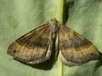 Scotopteryx chenopodiata 2, Bruinbandspanner, Saxifraga-Marijke Verhagen