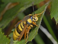 Sesia apiformis 01 #12480 : Sesia apiformis, Hoornaarvlinder